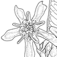 Periploca laevigata